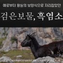 조선흑염소 이미지