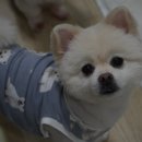 제이 애견 미용 이미지