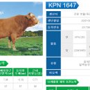 플러스 가축인공수정소 | 오늘 사용한 KPN1647 정액, 어떤 씨수소일까요?