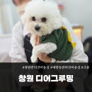 댕댕이 그루밍 | [반려견미용실] 창원 대방동 강아지 미용실 추천! ‘디어그루밍’ 솔직 방문 후기✨🐶