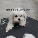예쁘개펫살롱 이미지