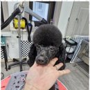 미소애견샵 이미지