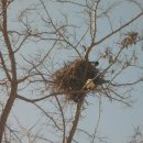 둥지광택 이미지