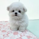 퍼피몽 | 서울애견샵 테디비숑프리제책임분양 꽃이 폈어요 모량꽃이...!!!!