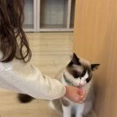 고양이별 작은아이 이미지