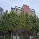 명동보육원 | 주차장 주변 은행나무 가지치기 무성한 고목 전지 작업 업체