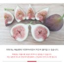 무화과