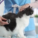 내마음속동물병원 이미지