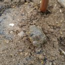 맹꽁이농장 이미지