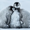 펭귄 이미지