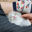 베베펫 천안 강아지분양 고양이분양 | 반려견과의 행복한 대화, 시작하세요!