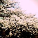 우일연마 이미지