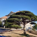 소나무리조트 이미지