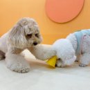 시우스쿨링 대화 이미지