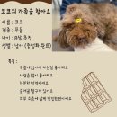 사랑받개 이미지