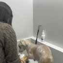 씻고가자,멍멍 이미지