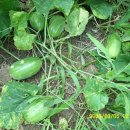 화 농장 이미지