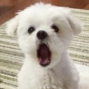 척척박사 이미지