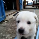 봉자
