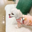 오아시스 정형외과 신경외과 동물병원 이미지