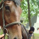 페가수스 이미지