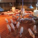 학창농장 이미지