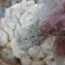 지영이네농장 이미지