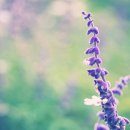 자연향기 이미지