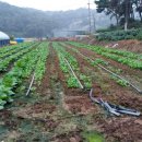 서당골농장 이미지