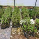 수광농장 이미지