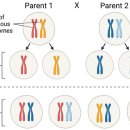 성생식과 유전적 변이 Sexual reproduction and genetic variation 이미지