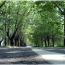 청주가로수길 이미지