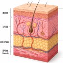 명동울쎄라피프라임 300샷, 효과 차이는 어디서 생길까?