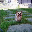 미니퍼피 이미지