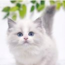 대구펫 강아지분양 고양이분양 이미지