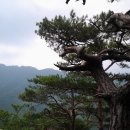 소나무 이미지