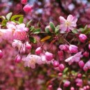 강성은꽃 이미지