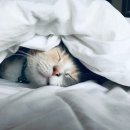 티아이피 이미지