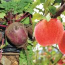 월악산힐링푸드영농조합 이미지