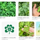 네잎클로버 이미지