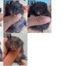 부산햄스터분양 행복햄 이미지