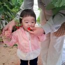 딸기어린이집 | 돌아기 어린이집 체험학습 후기 담양가로수길 딸기농원