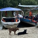 코타강쥐 이미지