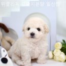 위클리독 강아지고양이분양 일산점 네이버블로그