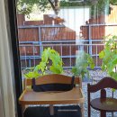 미엘 | 용인 수지 맛집 파스타가 맛있고 분위기 좋은 레스토랑 피그미엘 후기