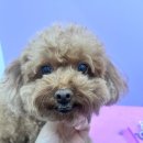 한사랑 애견미용샵 | [성남/단대오거리역] 위생 미용 애견 스파 멍균관대 내돈내산 솔직후기
