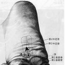 수화목
