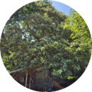 이부바바 이미지