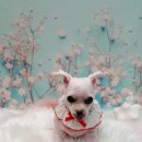 올리스 아시아드점 이미지