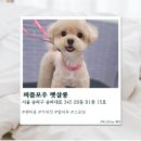 퍼플쌀롱 | [송파] 송파애견미용 퍼플포우 펫살롱 솔직후기